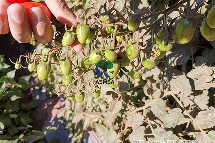 草坪需要施什么肥料好