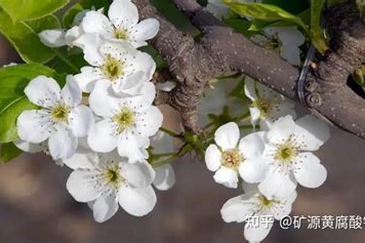 油茶树施肥的时间和方法是怎么样的？应该追肥？