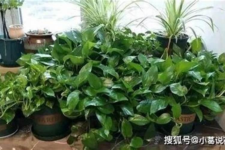 茶油树怎么种植