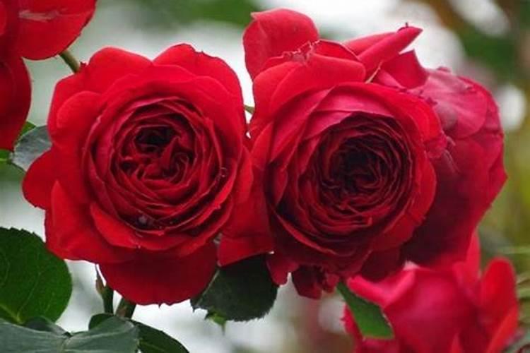 蟹爪兰花苞期如何施肥 蟹爪兰花苞期施肥