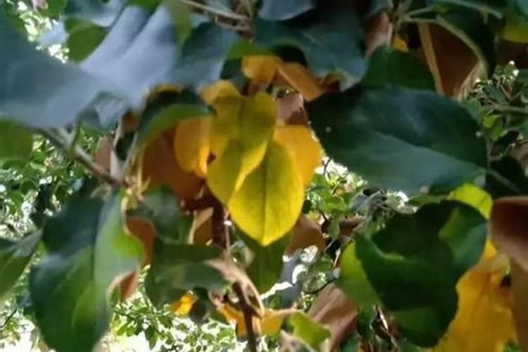 玉米后期追什么肥料好