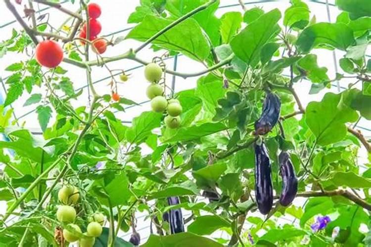 脐橙打什么农药好