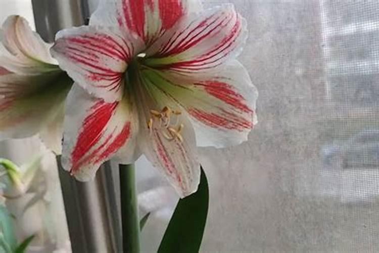 磷钾肥自制简单不花钱的方法