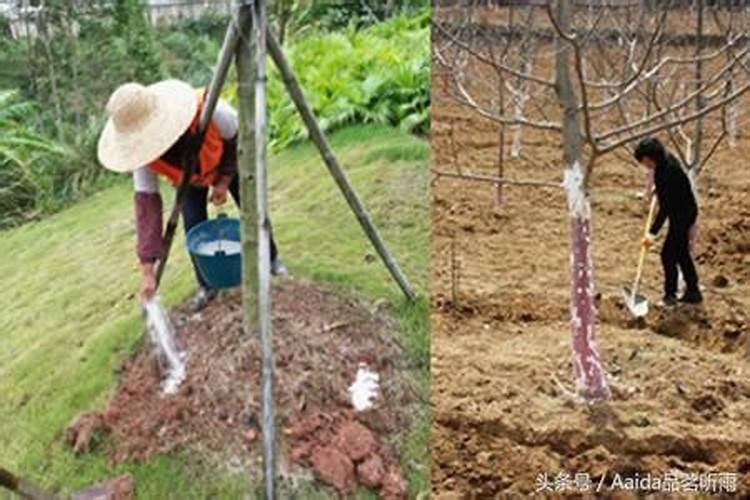 园林树木的栽种程序