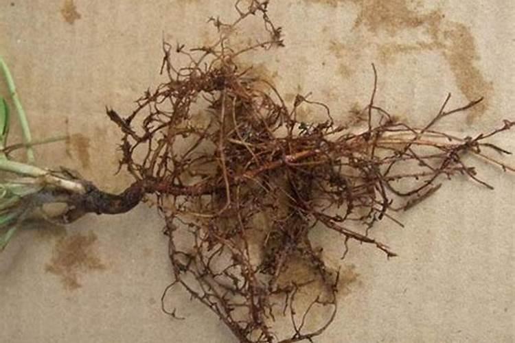 草莓施什么肥料最甜