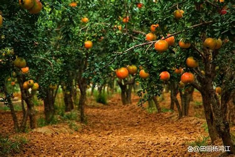 大米里的糖分高吗？减肥期间可以吃大米吗？