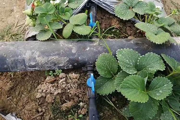 水稻钾肥的正确使用方法