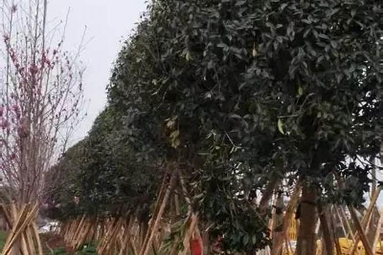 百香果流水了还能吃吗 百香果果肉分离还能吃吗