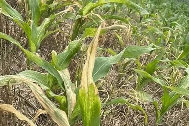 针状肥是什么？