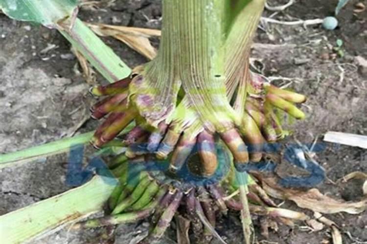 硫酸镁在果树的作用