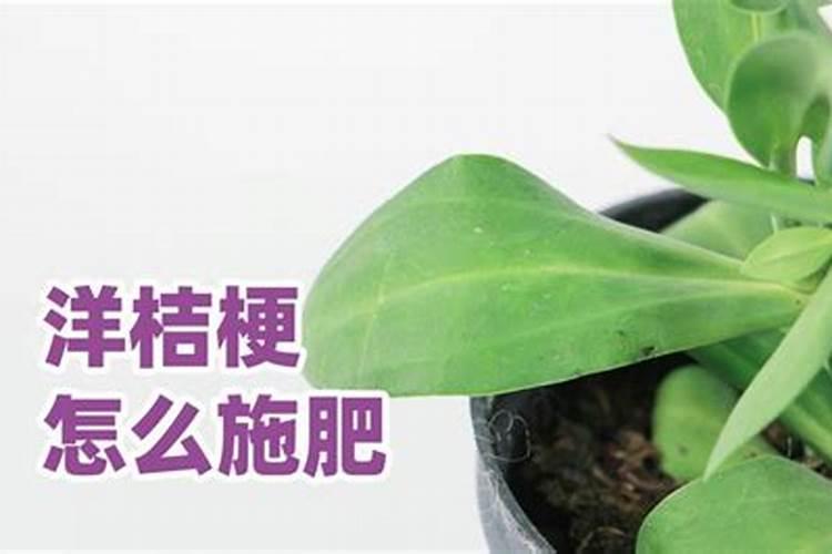 月季多久可以浇一次水溶肥