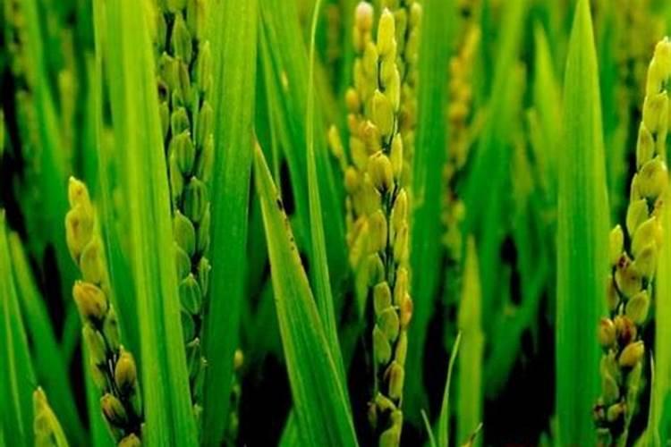 长寿花打骨朵后怎么养？长寿花打骨朵了需要怎样养护