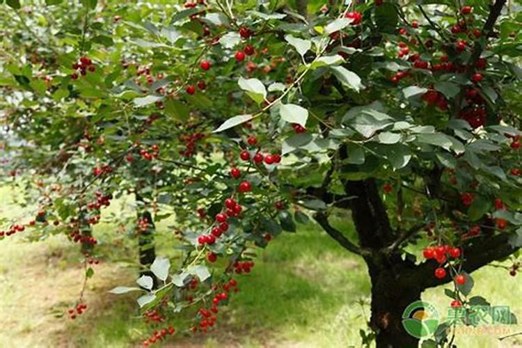 种植樱桃出现死树现象是什么原因