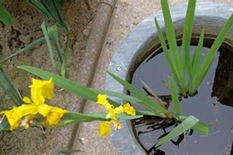 石菖蒲种植一亩地需要多少苗 石菖蒲种植一亩地需要多少苗啊