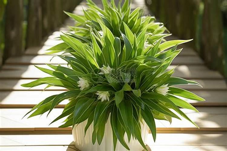 育一亩地的红薯苗,需要多少斤红薯种子？