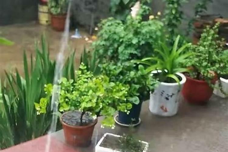 杜鹃花 掉叶子 是缺水 缺肥 还是水浇多了