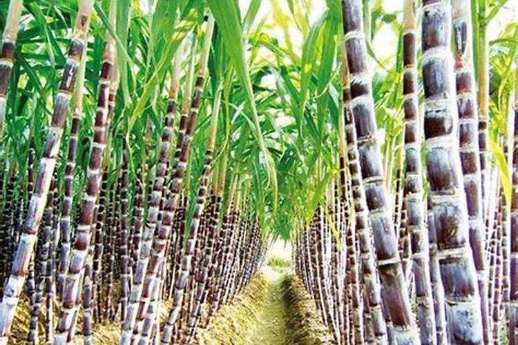 种完果苗多久浇一次水啊