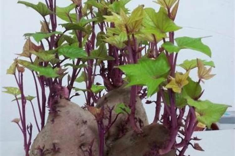 新栽培的鸡心果苗间隔几天浇一次水最合？新栽培的鸡心果苗二年生的几天...