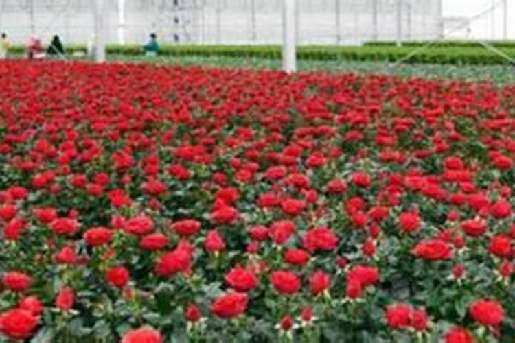 菊花中后期用什么肥料好