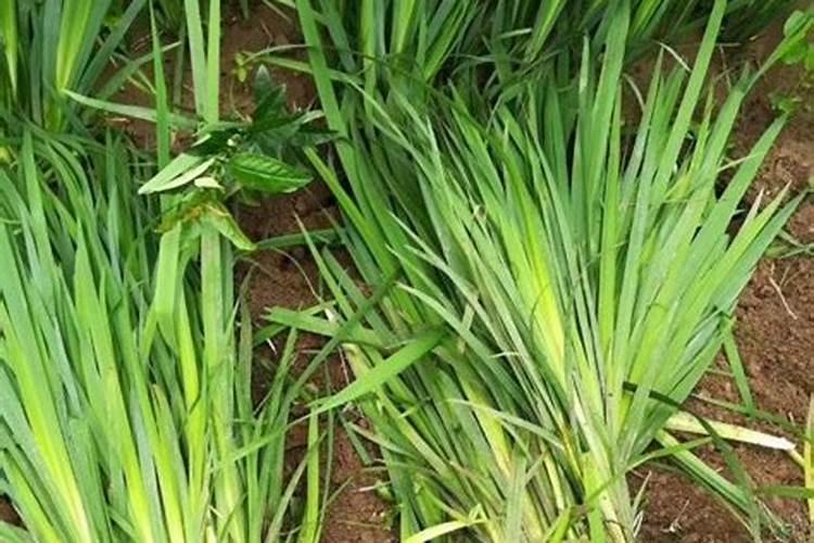 石菖蒲种植基地