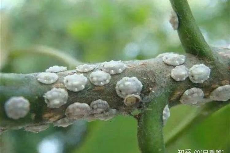 柿子树清园用什么药