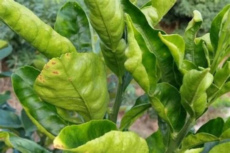 氨基酸水溶肥价格表2025