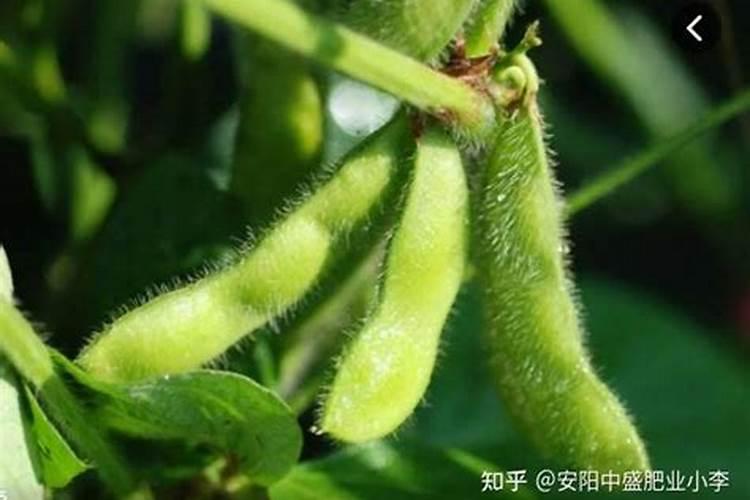 锌肥叶面喷施注意事项