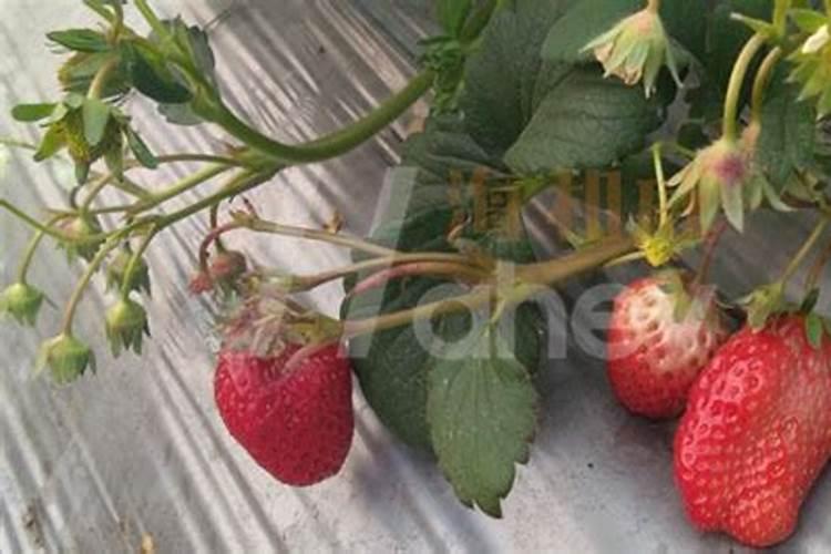 草莓需要施什么肥料