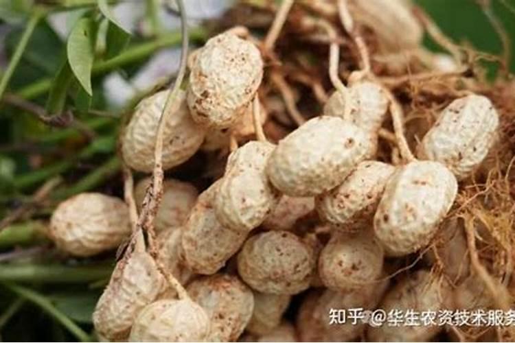 复合肥,氮肥,磷肥,钾肥有什么区别