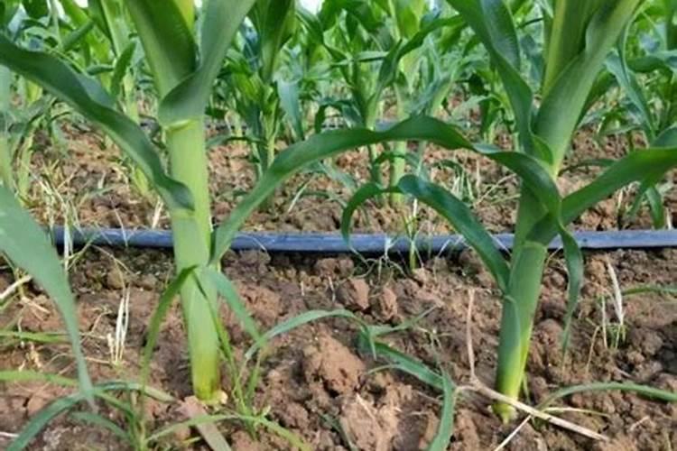 玉米需不需要通过冲施的方式施加钾肥？