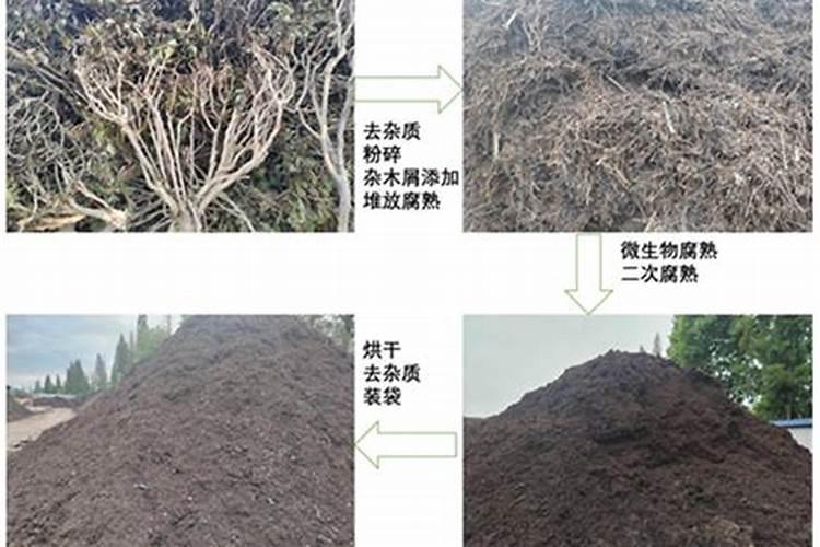 君子兰最简单施肥方法