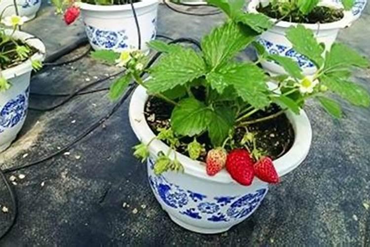 草莓苗种植后打什么药