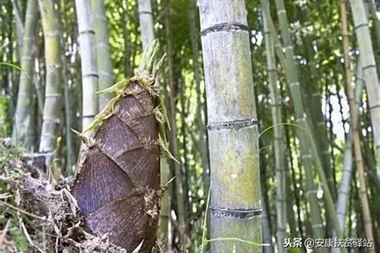 竹子到底喜欢酸性土壤还是碱性土壤呀？