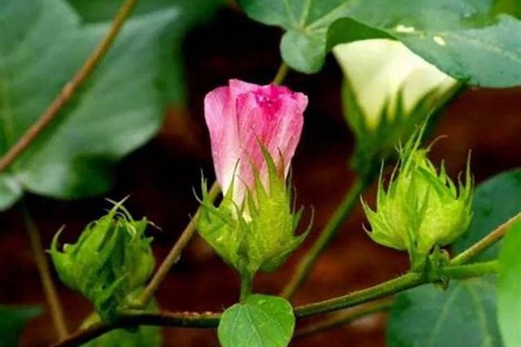 樱桃秋季拖什么肥