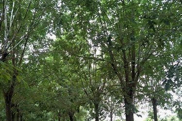 果树剪完枝如何处理