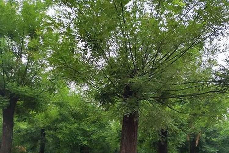 玉米开花授粉到成熟要多久