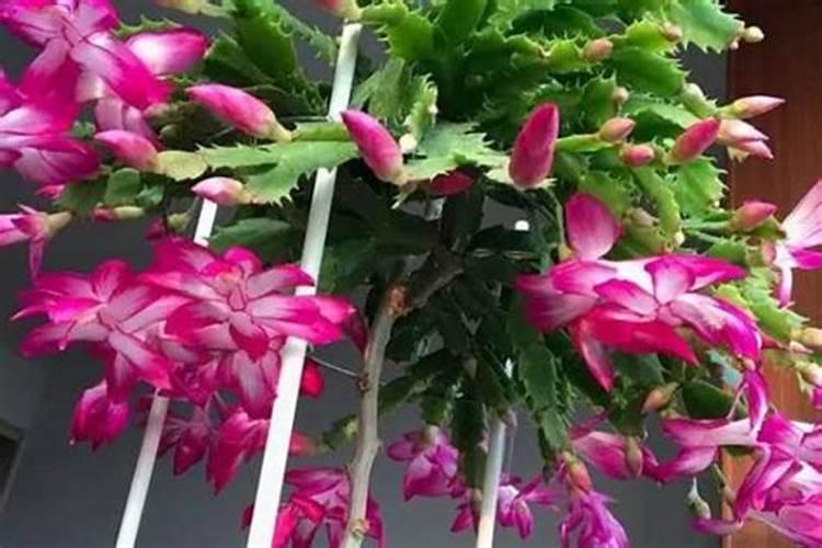 这些作物怎么使用鱼蛋白肥？千万别施错了!