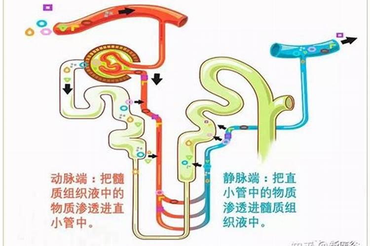 尿素能当水溶肥吗