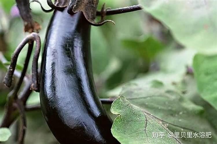 茄子保花保果喷什么叶面肥结果多？茄子挂果期用哪种水溶肥效果好？