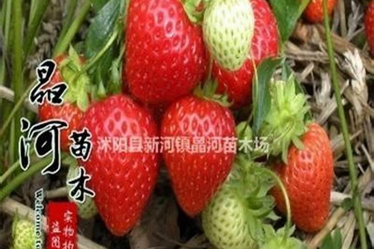 洛阳哪有种草莓和樱桃的？