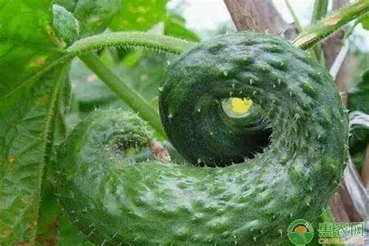 这罗布泊的肥,我种点西瓜适不适用？