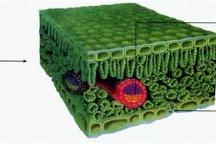 兰花浇什么水好 长得快开花多