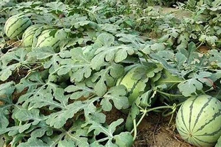 常德市富华农业发展有限公司怎么样？