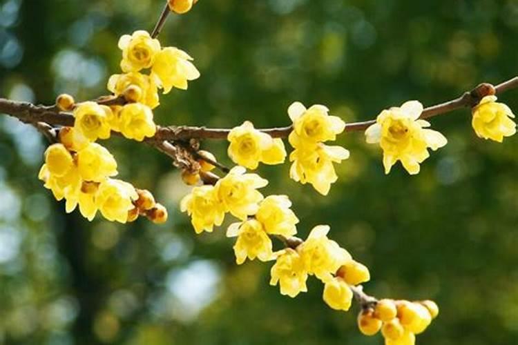 腊梅施肥有技巧