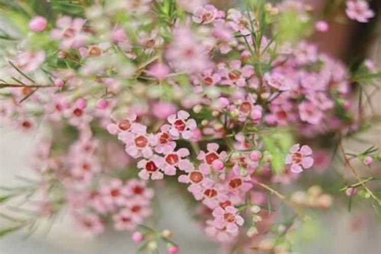 盆栽腊梅花苞期施什么肥