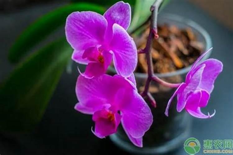 家里养翠兰有什么禁忌(翠兰怎么养？放哪里合适？)