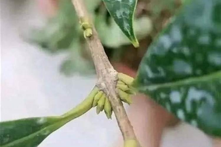 花生叶面肥的使用方法