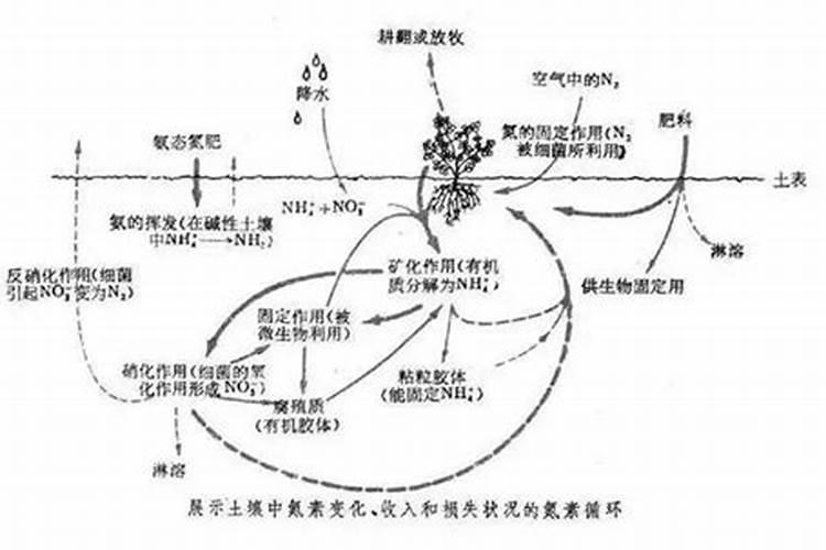 生产上氮肥利用率低的原因是什么