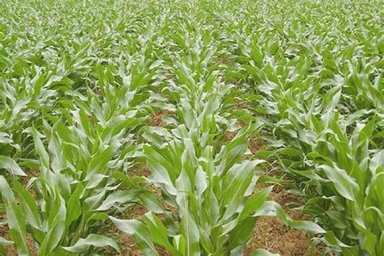 玉米一次性追肥什么肥料好
