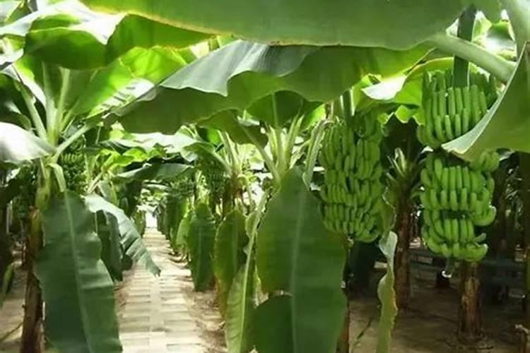 香蕉通常施用什么肥料